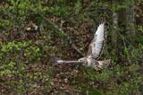 myszołów Buteo buteo