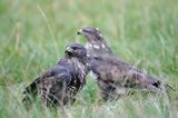 myszołów Buteo buteo