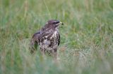 myszołów Buteo buteo