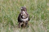 myszołów Buteo buteo