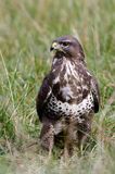 myszołów Buteo buteo