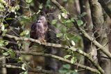 myszołów Buteo buteo