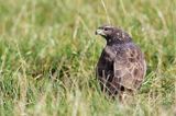 myszołów Buteo buteo