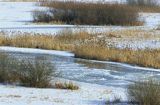 zima nad rzeką Biebrzą Biebrza river in winter