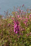 Naparstnica purpurowa Digitalis purpurea)