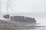 Krowy w porannej mgle nad Narwią koło wsi Zajki, Podlasie