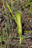 Nasięźrzał pospolity, Ophioglossum vulgatum