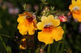 nemezja, nemesia, jawnotka, nemezja powabna N. strumosa