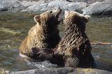 niedźwiedzie brunatne Ursus arctos