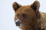 Niedźwiedź brunatny, Ursus arctos, młody
