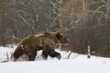 Niedźwiedź brunatny, Ursus arctos