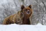 Niedźwiedź brunatny, Ursus arctos