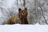 Niedźwiedź brunatny, Ursus arctos