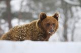 Niedźwiedź brunatny, Ursus arctos
