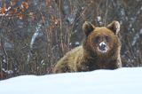 Niedźwiedź brunatny, Ursus arctos