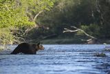 Niedźwiedź brunatny, Ursus arctos