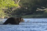 Niedźwiedź brunatny, Ursus arctos