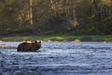 Niedźwiedź brunatny, Ursus arctos