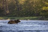 Niedźwiedź brunatny, Ursus arctos