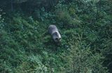Niedźwiedź brunatny Ursus arctos) w Tatrach, Polska