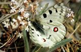 Niepylak Apollo, Parnassius apollo