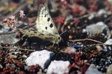 Niepylak Apollo, Parnassius apollo