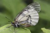 Niepylak mnemozyna, Parnassius mnemosyne, samica