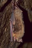 nietoperz nocek duży Myotis myotis