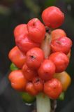 Arum maculatum obrazki plamiste) , owoc