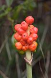 Arum maculatum obrazki plamiste) , owoc