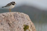 Sieweczka obrożna, Charadrius hiaticula