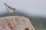 Sieweczka obrożna, Charadrius hiaticula