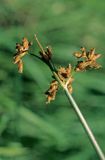 Oczeret jeziorny, Schoenoplectus lacustris)