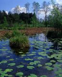miejsce życia żółwia błotnego Oczko wodne, na Mazowszu, Mazowsze, Polska