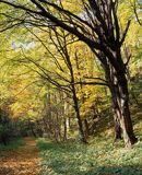 Ojcowski Park Narodowy, ścieżka w jesiennym lesie