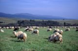 Beskid Śląski, okolice Łupkowa, owce