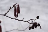 olsza czarna Alnus glutinosa kwiatostany i szyszki - owocostany