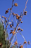 Olsza Czarna ALNUS GLUTINOSA)