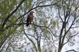 orlik krzykliwy, Aquila pomarina