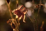 Orlik pospolity, Aquilegia vulgaris