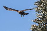 Orzeł przedni, zys, Aquila chrysaetos