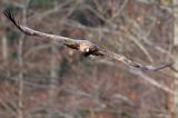 Orzeł przedni, zys, Aquila chrysaetos