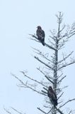 Orzeł przedni, zys, Aquila chrysaetos