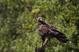 Orzeł przedni, zys, Aquila chrysaetos