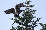 Orzeł przedni, zys, Aquila chrysaetos