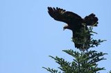 Orzeł przedni, zys, Aquila chrysaetos, w locie