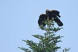 Orzeł przedni, zys, Aquila chrysaetos, w locie