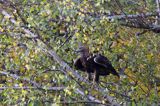 Orzeł przedni, zys, Aquila chrysaetos