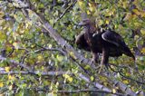 Orzeł przedni, zys, Aquila chrysaetos