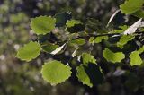 Topola osika - Populus tremula, liście